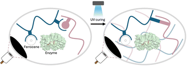 Graphical abstract: UV-cured cyclodextrin modified hydrogels for the immobilization of electron transfer mediators and enzymes on electrode surfaces