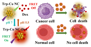 Graphical abstract: Mapping the l-tryptophan capped copper nanocluster mediated binding and targeted pH-responsive release of doxorubicin via fluorescence resonance energy transfer (FRET)