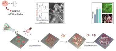 Graphical abstract: Topographical modification of titanium using diatom biosilica to promote human mesenchymal stem cell proliferation and osteogenic differentiation