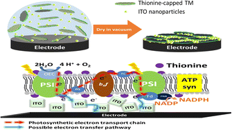 Graphical abstract: Enhancement of photocurrent from thionine-capped thylakoid membranes embedded in indium tin oxide nanoparticle films on a graphite surface