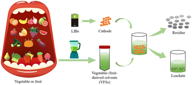 Graphical abstract: Biomass-based vegetable-/fruit-derived solvents for green recovery of LiFePO4 cathodes from spent lithium-ion batteries: alternatives to ionic liquids, deep eutectic solvents and low-melting mixture solvents