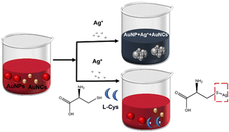 Graphical abstract: A new colorimetric assay based on an assembly of gold nanoparticles and gold nanoclusters for Ag+ and l-cysteine detection