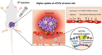 Graphical abstract: Nano-biohybrid systems for the targeted delivery of chemotherapeutics
