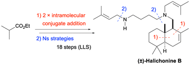 Graphical abstract: Total synthesis of (±)-halichonine B