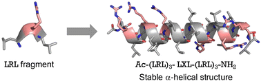 Graphical abstract: Palindromic peptide foldamers: a strategy for structural stability and cellular uptake