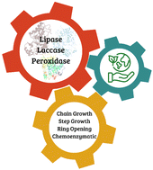 Graphical abstract: Harnessing enzymes for greener polymerisations: advances in chain and step growth processes