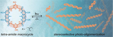 Graphical abstract: Unveiling stereoselective ladders via photo-oligomerization of a diazaanthracene macrocycle