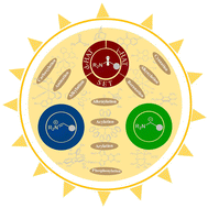 Graphical abstract: Photoredox-enabled C(sp3)–H functionalization of amines through iminium ions, radicals, and carbanions
