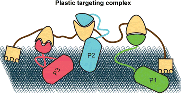 Graphical abstract: Plastic-binding peptides as anchors for protein scaffolds on synthetic plastics: opportunities and challenges