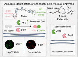 Graphical abstract: A dual-enzyme activated fluorescent probe for precise identification of tumor senescence