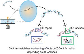Graphical abstract: Contrasting effects of mismatch locations on Z-DNA formation under bending force