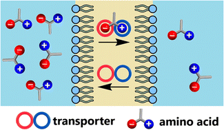 Graphical abstract: Squaramide-based ion pair receptors can facilitate transmembrane transport of KCl and zwitterions including highly polar amino acids