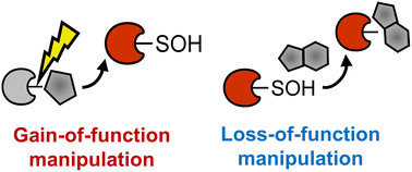 Graphical abstract: Towards site-specific manipulation in cysteine-mediated redox signaling