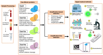 Graphical abstract: CRISPR-based diagnostics for circulating cell-free DNA: a paradigm shift in precision oncology