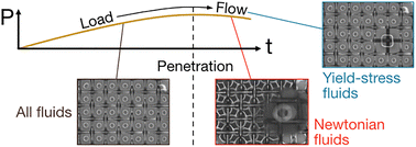 Graphical abstract: Capillary and priming pressures control the penetration of yield-stress fluids through non-wetting 2D meshes