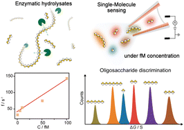 Graphical abstract: Enzymatically hydrolyzed oligosaccharide fingerprinting using nanopipettes at the single-molecule level