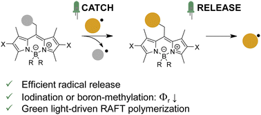 Graphical abstract: Light-driven radical catch-and-release with BODIPY photocages