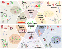 Graphical abstract: Clinical fluorescent probes: mechanisms, advantages and inspirations