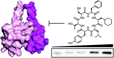 Graphical abstract: Inhibition of low-density lipoprotein receptor degradation with a cyclic peptide that disrupts the homodimerization of IDOL E3 ubiquitin ligase