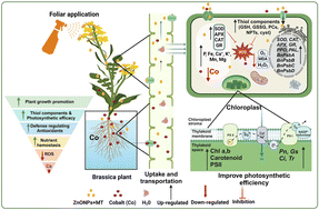 Graphical abstract: Synergistic effects of exogenous melatonin and zinc oxide nanoparticles in alleviating cobalt stress in Brassica napus: insights from stress-related markers and antioxidant machinery