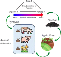 Graphical abstract: Phosphorus recovery from animal manures through pyrolysis: phosphorus transformations, release mechanisms, and applications of manure biochars in agriculture
