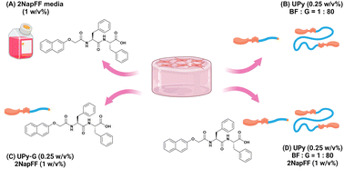 Graphical abstract: Investigating the self-assembly of 2NapFF and ureido-pyrimidinone multicomponent systems for cell culture