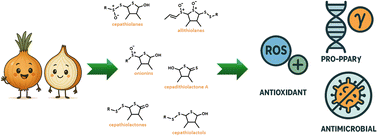 Graphical abstract: Onion thiolanes as multifunctional molecules: a story about recently discovered compounds from a well-known vegetable