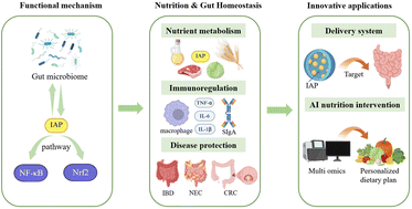 Graphical abstract: Intestinal alkaline phosphatase and gut health: insights into homeostasis, barrier protection, and immune signaling