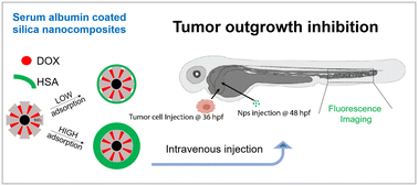 Graphical abstract: Serum albumin-coated stellate mesoporous silica nanocomposites inhibit metastatic outgrowth in zebrafish embryos