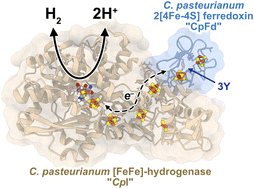 Graphical abstract: Probing the ferredoxin:hydrogenase electron transfer complex by infrared difference spectroscopy