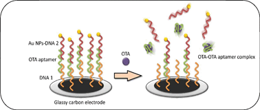 Graphical abstract: Novel nanobiotechnological concepts in electrochemical biosensors for the analysis of toxins