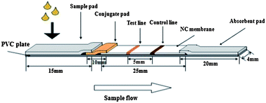 Graphical abstract: A gold nanoparticle-based immunochromatographic assay: The influence of nanoparticulate size