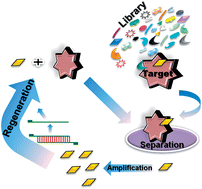 Graphical abstract: Single-stranded DNA (ssDNA) production in DNA aptamer generation