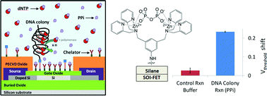 Graphical abstract: Label-free electrical detection of pyrophosphate generated from DNA polymerase reactions on field-effect devices