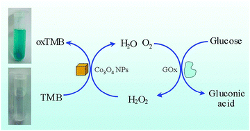 Graphical abstract: Intrinsic peroxidase-like activity and catalase-like activity of Co3O4 nanoparticles