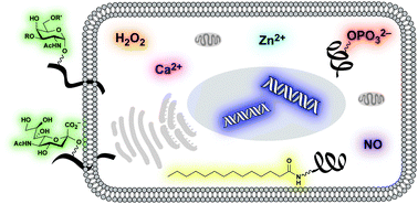 Graphical abstract: Imaging beyond the proteome