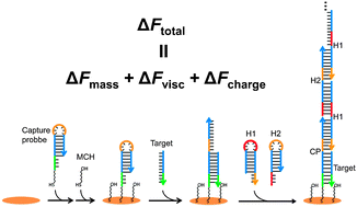 Graphical abstract: A self-assembled DNA nanostructure-amplified quartz crystal microbalance with dissipation biosensing platform for nucleic acids