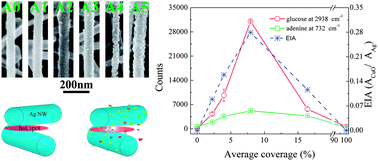 Graphical abstract: Functionalization of silver nanowire surfaces with copper oxide for surface-enhanced Raman spectroscopic bio-sensing