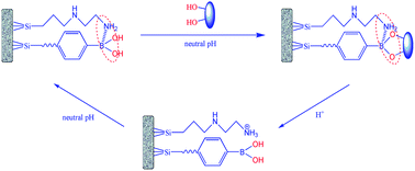 Graphical abstract: One-step synthesis of an organic–inorganic hybrid boronate affinity monolithic column with synergistic co-monomers