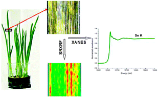 Graphical abstract: Mercury modulates selenium activity via altering its accumulation and speciation in garlic (Allium sativum)