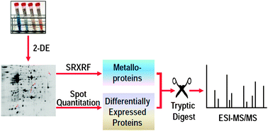 Graphical abstract: Cellular response of E. coli upon Hg2+ exposure – a case study of advanced nuclear analytical approach to metalloproteomics