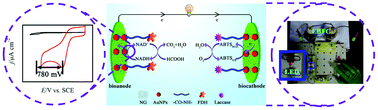 Graphical abstract: A nitrogen-doped graphene/gold nanoparticle/formate dehydrogenase bioanode for high power output membrane-less formic acid/O2 biofuel cells