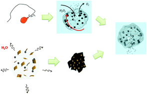 Graphical abstract: Autonomous micromotor based on catalytically pneumatic behavior of balloon-like MnOx–graphene crumples