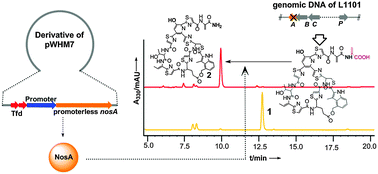 Graphical abstract: Directly utilizing an endogenous gene to dissect regulatory elements in the biosynthetic gene cluster of nosiheptide