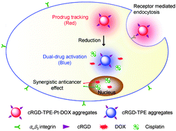 Graphical abstract: Targeted theranostic prodrugs based on an aggregation-induced emission (AIE) luminogen for real-time dual-drug tracking