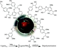 Graphical abstract: Lignin solubilisation and gentle fractionation in liquid ammonia