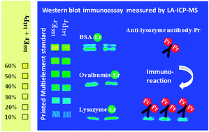 Graphical abstract: Development of a calibration and standardization procedure for LA-ICP-MS using a conventional ink-jet printer for quantification of proteins in electro- and Western-blot assays