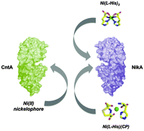 Graphical abstract: Novel insights into nickel import in Staphylococcus aureus: the positive role of free histidine and structural characterization of a new thiazolidine-type nickel chelator