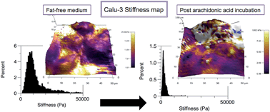 Graphical abstract: A ‘soft spot’ for drug transport: modulation of cell stiffness using fatty acids and its impact on drug transport in lung model