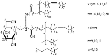 Graphical abstract: The WNT/β-catenin pathway is involved in the anti-adipogenic activity of cerebrosides from the sea cucumber Cucumaria frondosa
